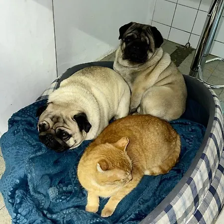 Homestay Private In An Old Near Vaduz Sevelen