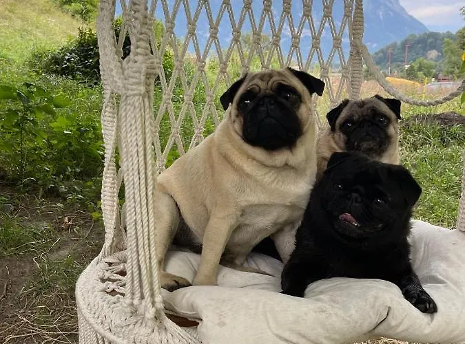 Private In An Old Near Vaduz * Sevelen